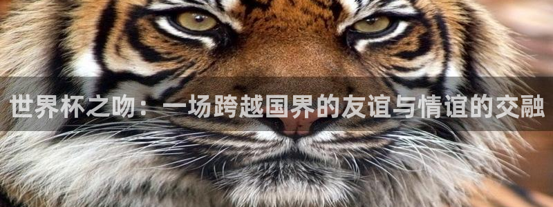 2026世界杯赛：世界杯之吻：一场跨越国界的友谊与情谊的交融